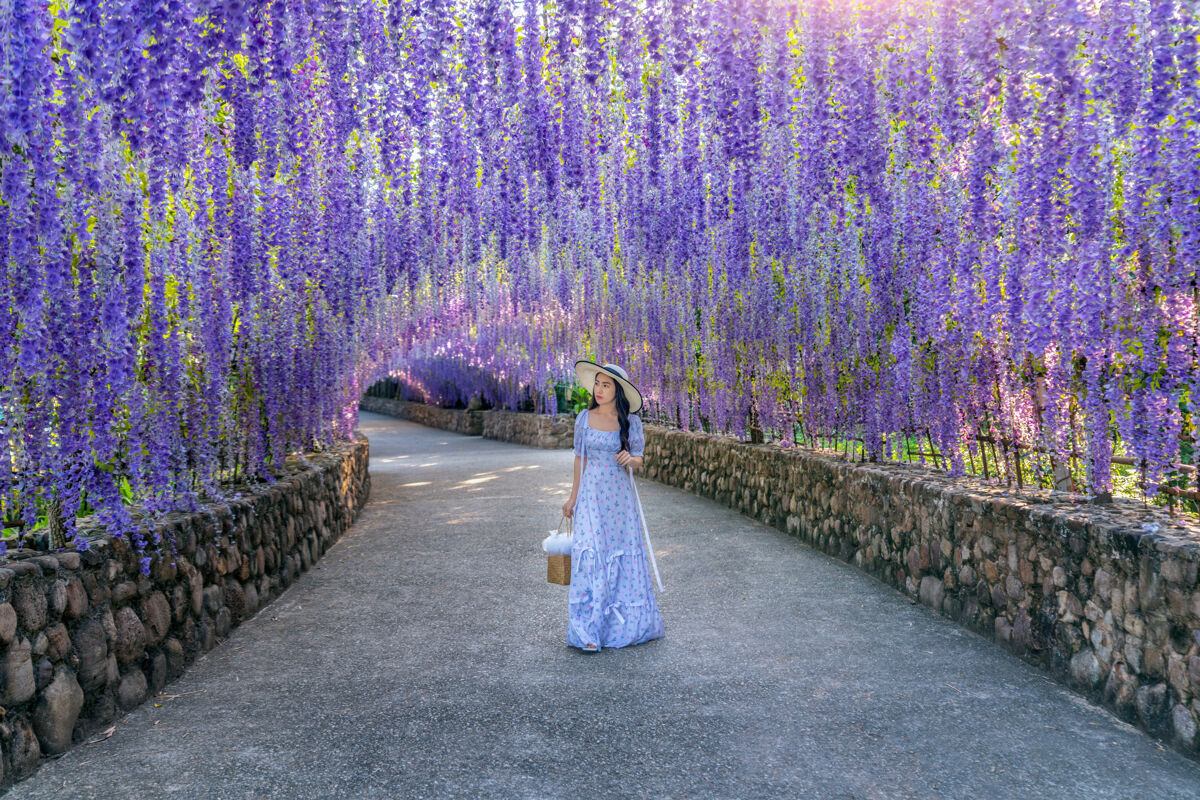 五颜六色在泰国清莱紫花隧道散步的美丽女孩花开花花园