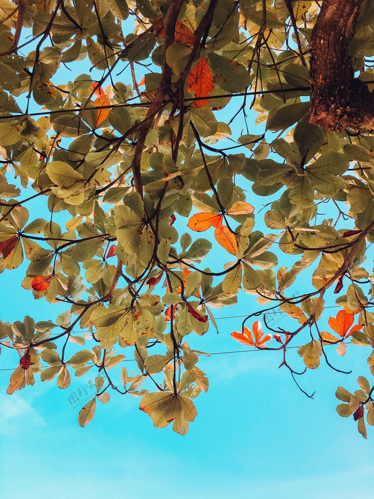 颜色巴西一棵树的绿色和棕色叶子的垂直镜头 背景是蓝色的天空分支公园光