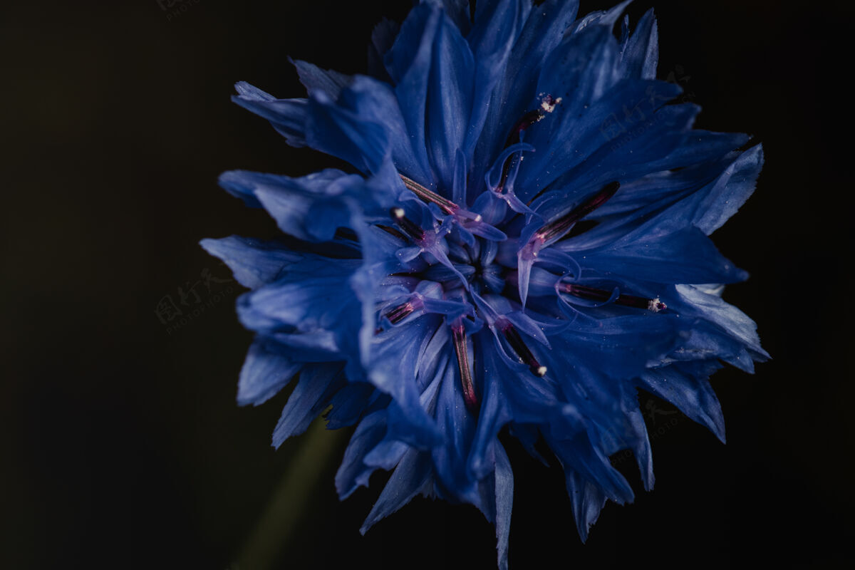花黑色墙上的蓝色花朵鸢尾花朵花粉