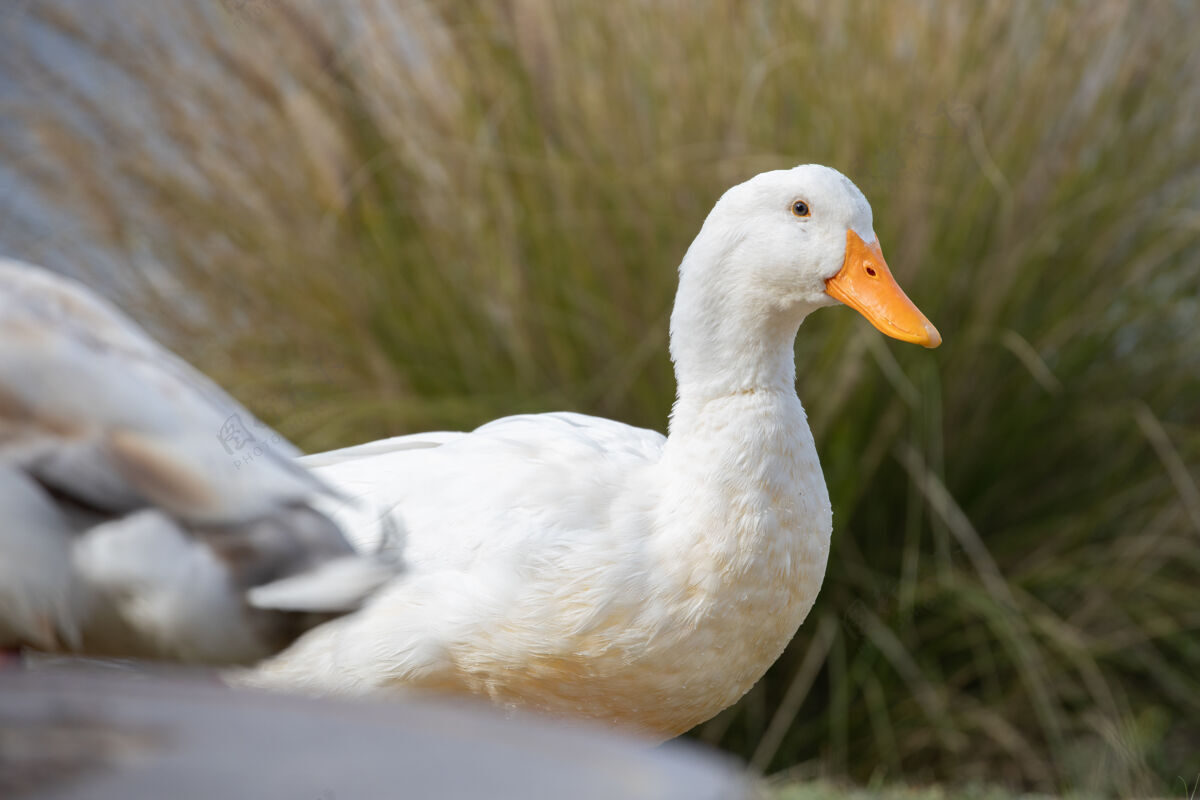 鹅白天绿草上的白鸭子鸟动物鸭