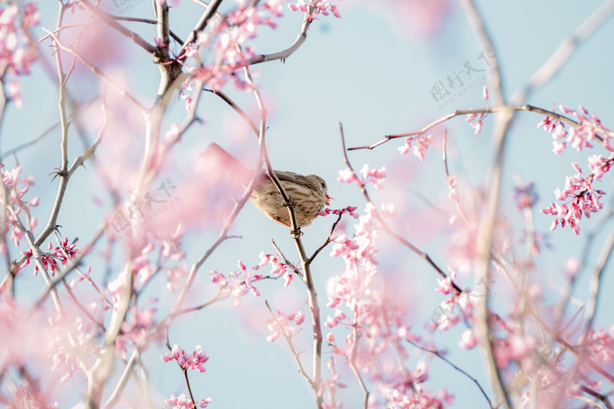 花棕色的鸟栖息在粉红色的花上花麻雀动物