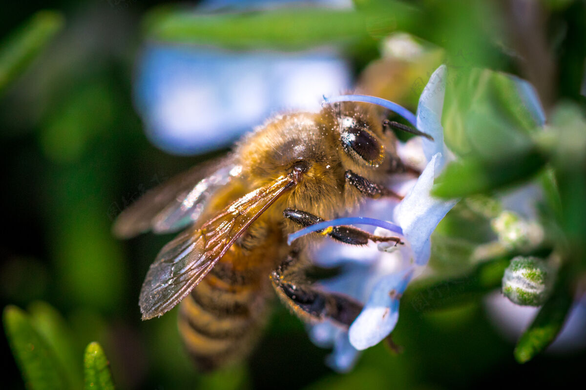 蜜蜂蜜蜂特写大自然昆虫蜜蜂