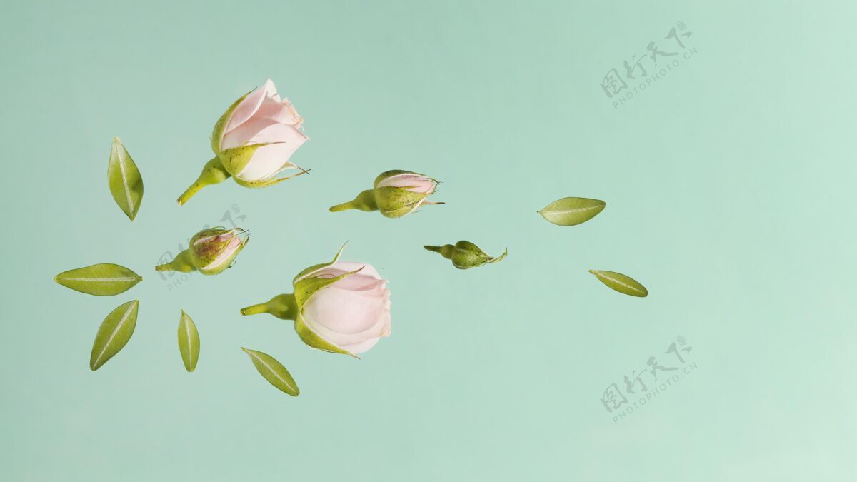 花瓣粉色春天玫瑰带叶子的顶视图玫瑰顶视图开花