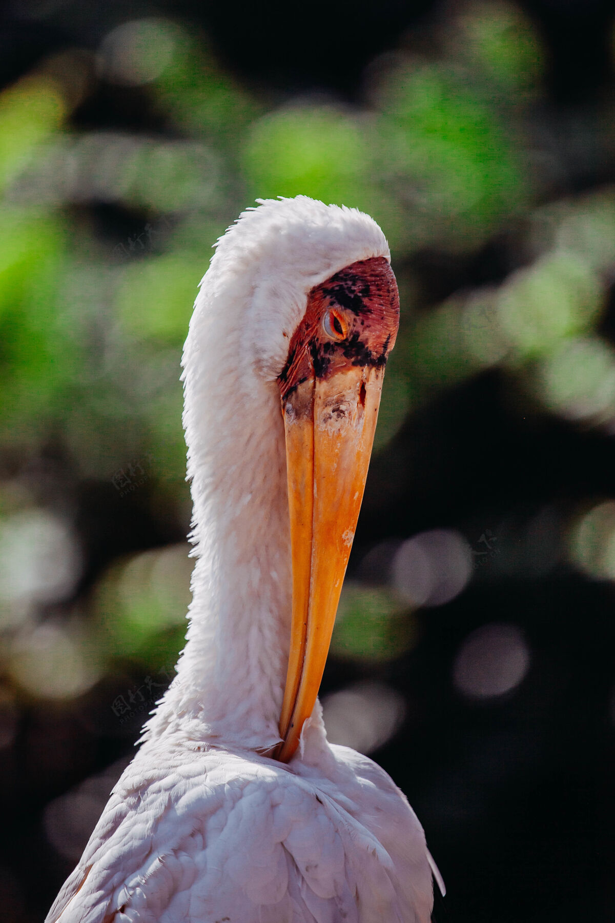 羽毛一只鹳的垂直镜头白色羽毛动物橙色喙