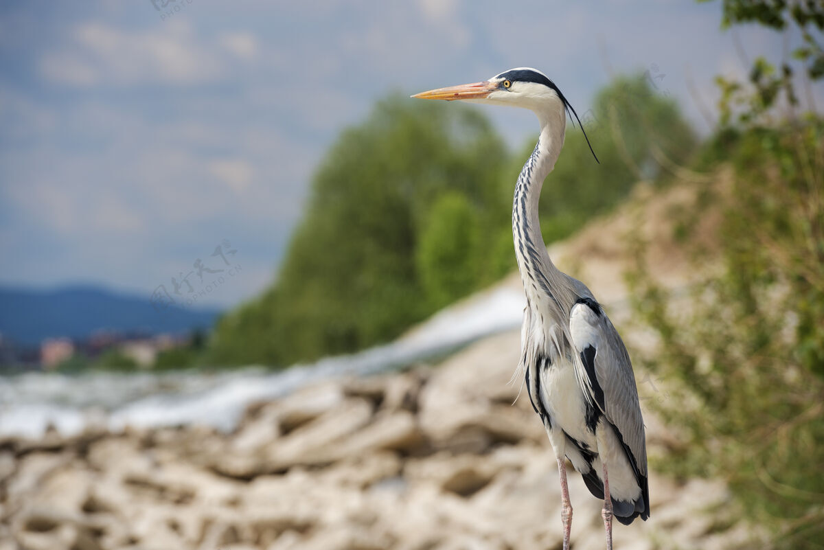 湖泊美丽的浅焦点拍摄的长腿 淡水鸟叫苍鹭站在岩石上水艺术羽毛