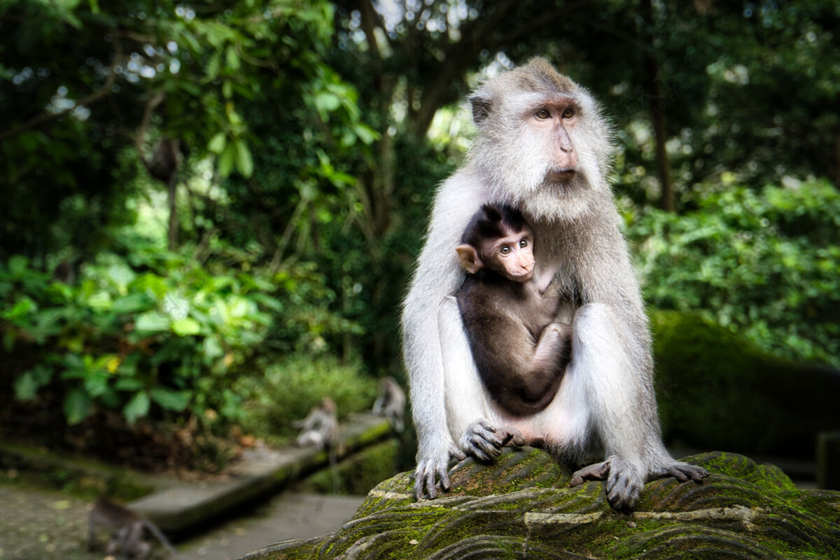 特写可爱的母猕猴抱着它的宝宝婴儿猴子动物