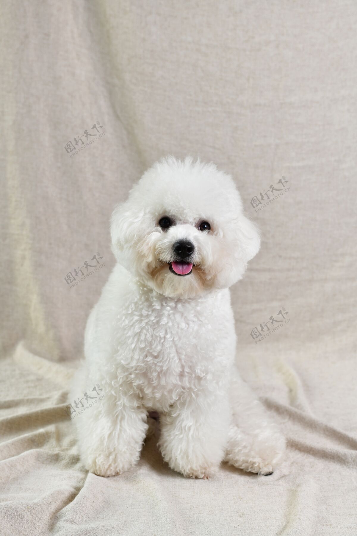 纯种一只可爱的白色卷毛狗在米色织物上的垂直特写镜头动物耳朵棕色