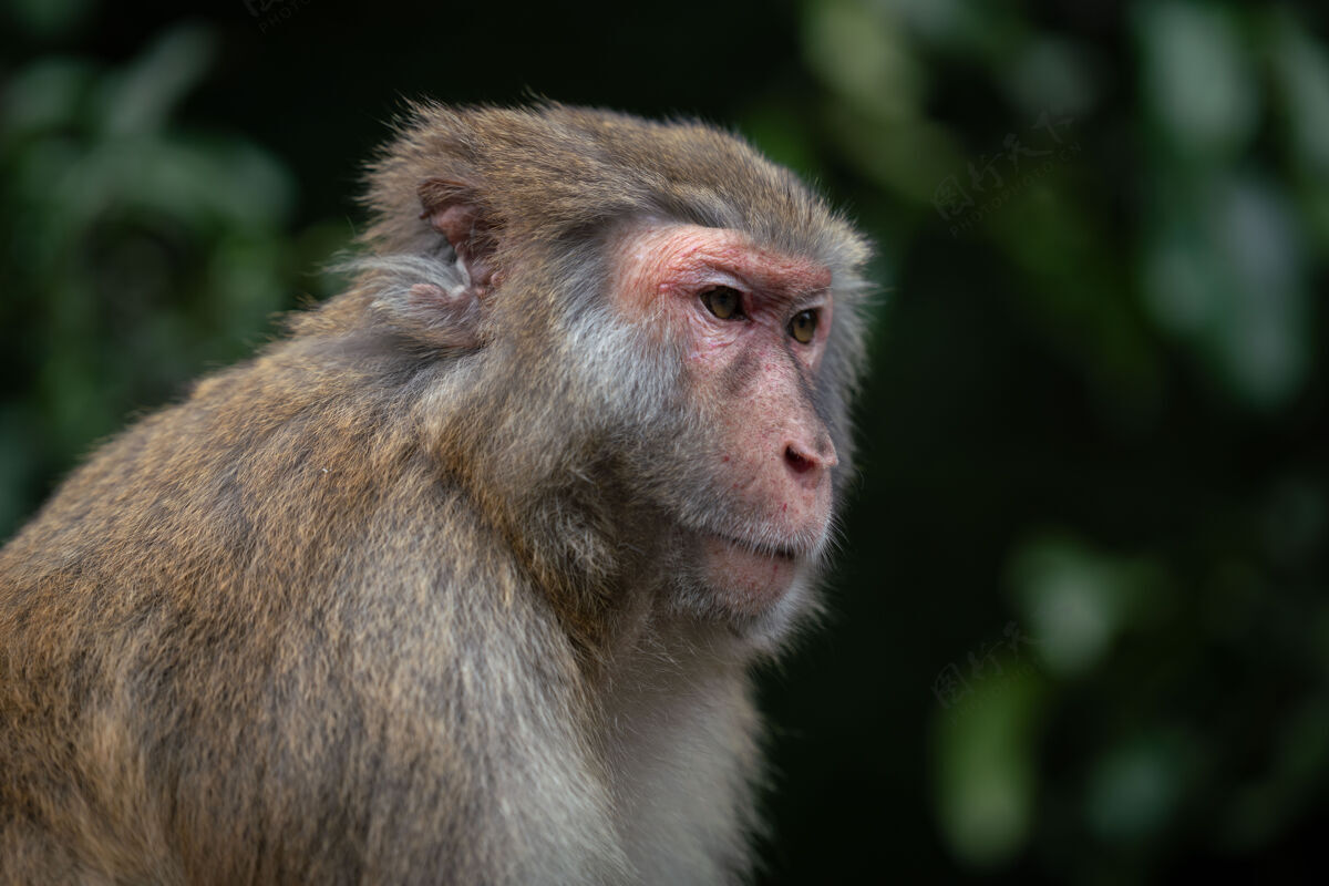 小型一只恒河猴的特写镜头哺乳动物泰国猕猴