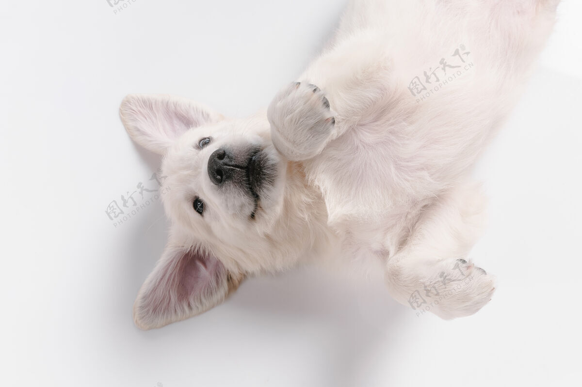 纯种工作室拍摄的英国奶油金色猎犬隔离在白色的表面奶油肖像姿势