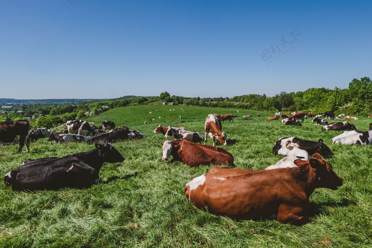 村庄白天在牧场上吃草的牛群农场牧场牛