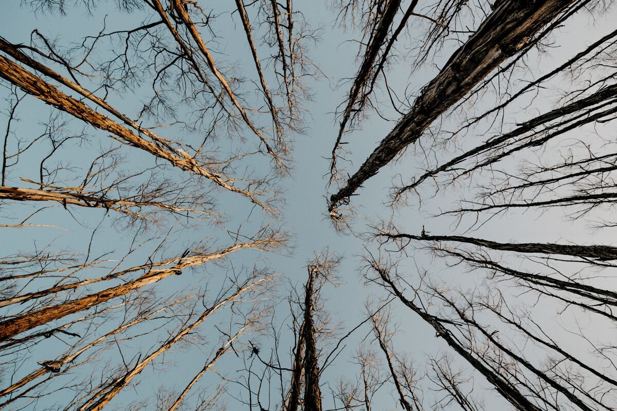 树枝低角度拍摄的高干光秃秃的树木与灰色的天空在天空中高松灰色