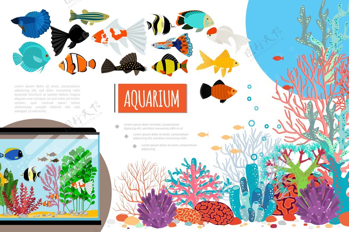 平面平面水族元素组成与异国情调丰富多彩的鱼珊瑚海藻石和水泡沫幻灯片演示彩色