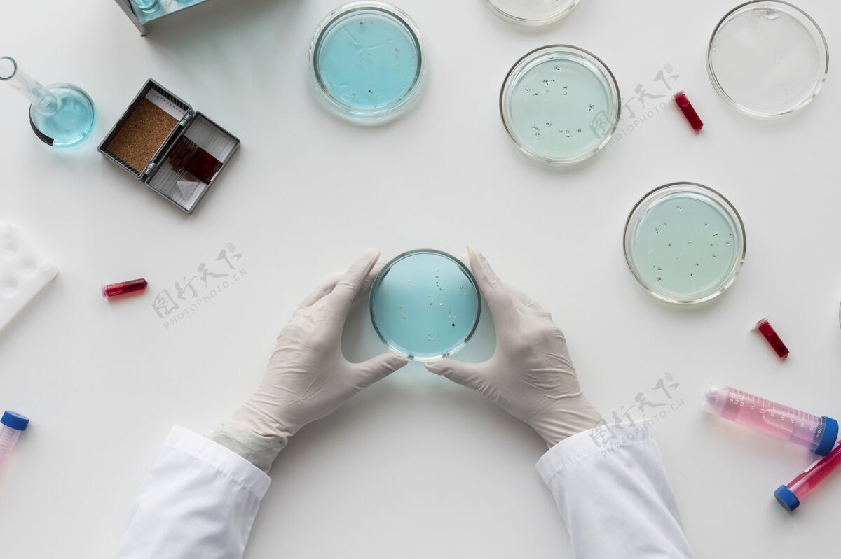 平面布置双手紧握培养皿研究职业微生物学