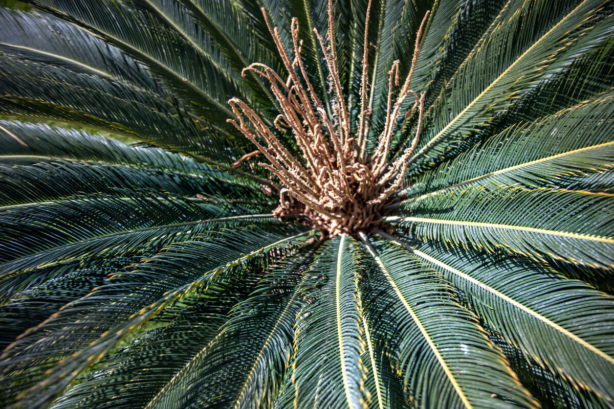 花园花园里一棵埃及棕榈树绿色树枝的特写镜头异国情调树枝非洲