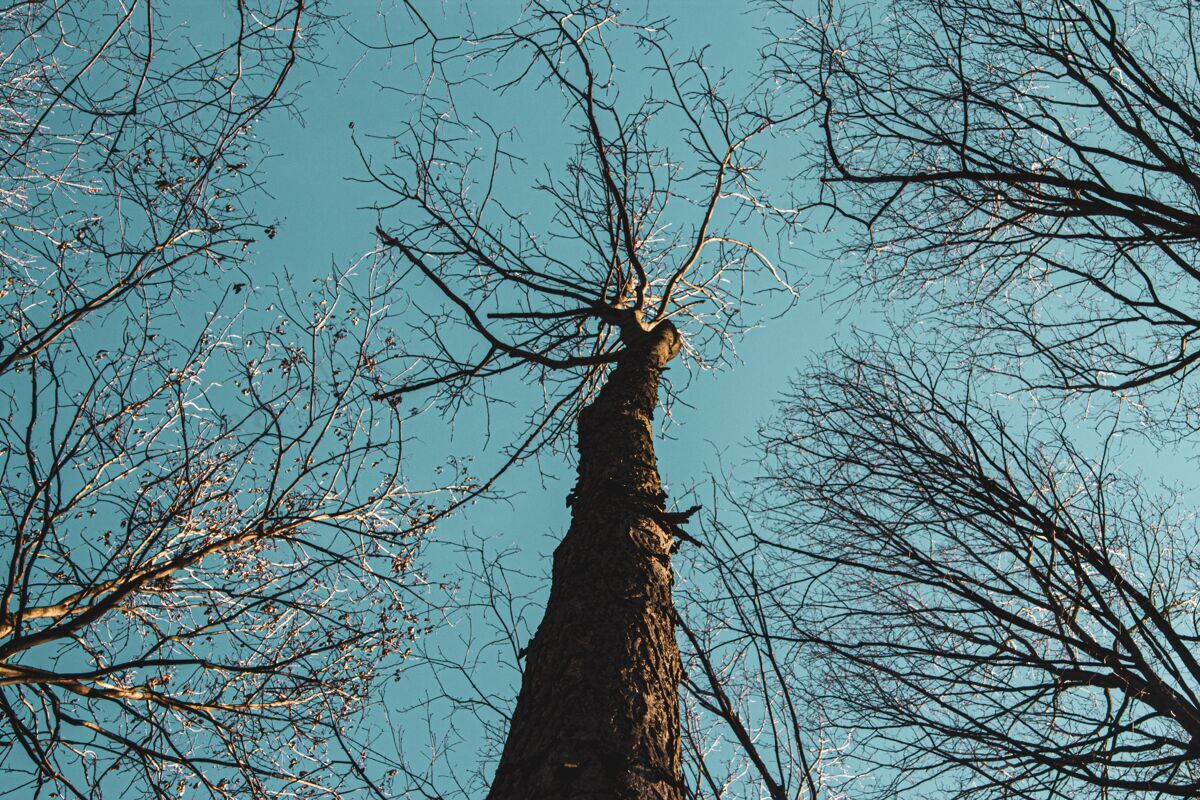 云白天 高高的树木在蓝天下的低角度拍摄田野户外森林