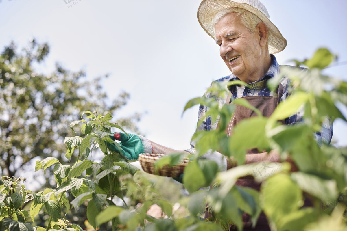 围裙一个拿着水果在地里干活的老人骄傲老年人老人
