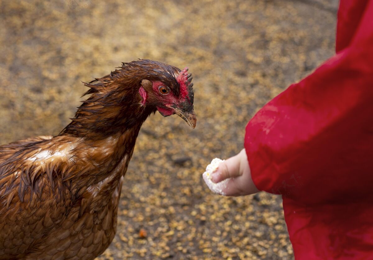 鸟特写拿着鸡肉食物的小孩农场动物小鸡水平