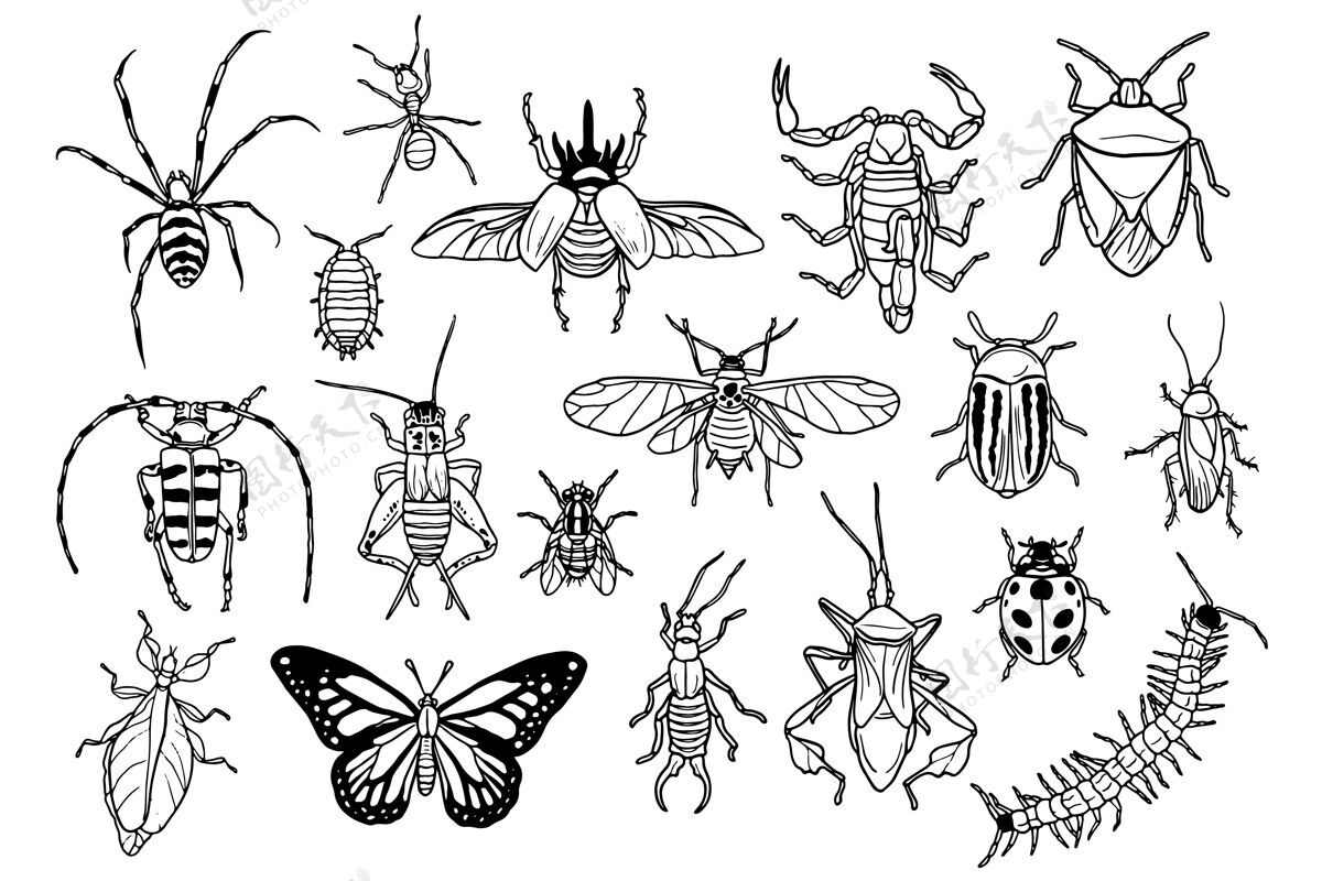 包装涂鸦收集虫子背景收集甲虫