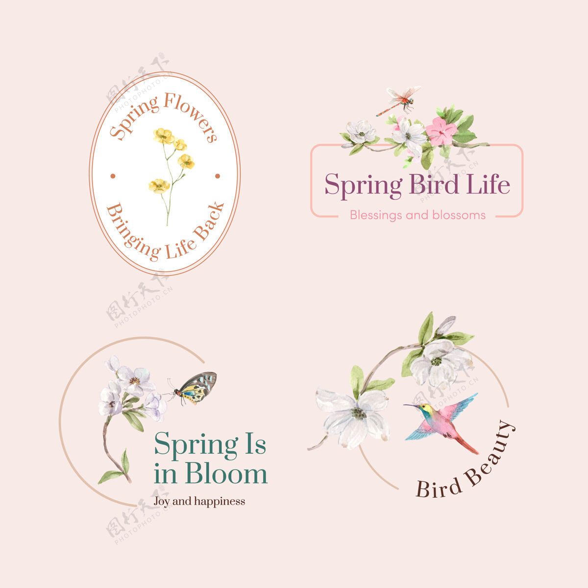 绘画标志设计与春季和鸟类概念的品牌和营销水彩插图水彩开花春天