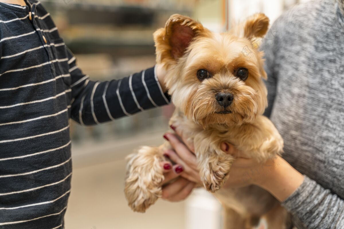 狗在宠物店牵着一只可爱小狗的女人动物销售女人
