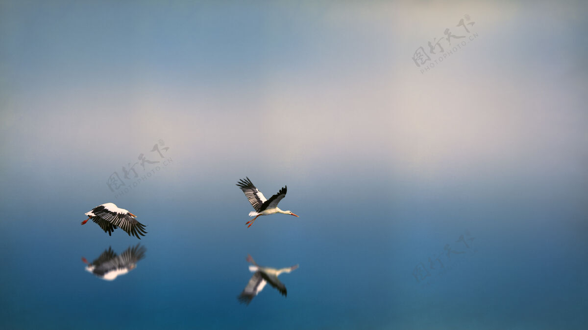 湖两只黑白相间的鸟儿在水面上飞来飞去 反射着自己波基动物飞