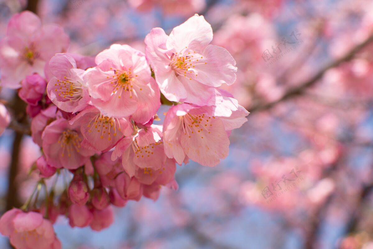 梅花特写选择性聚焦拍摄的樱花生长在树上梅花日本可爱