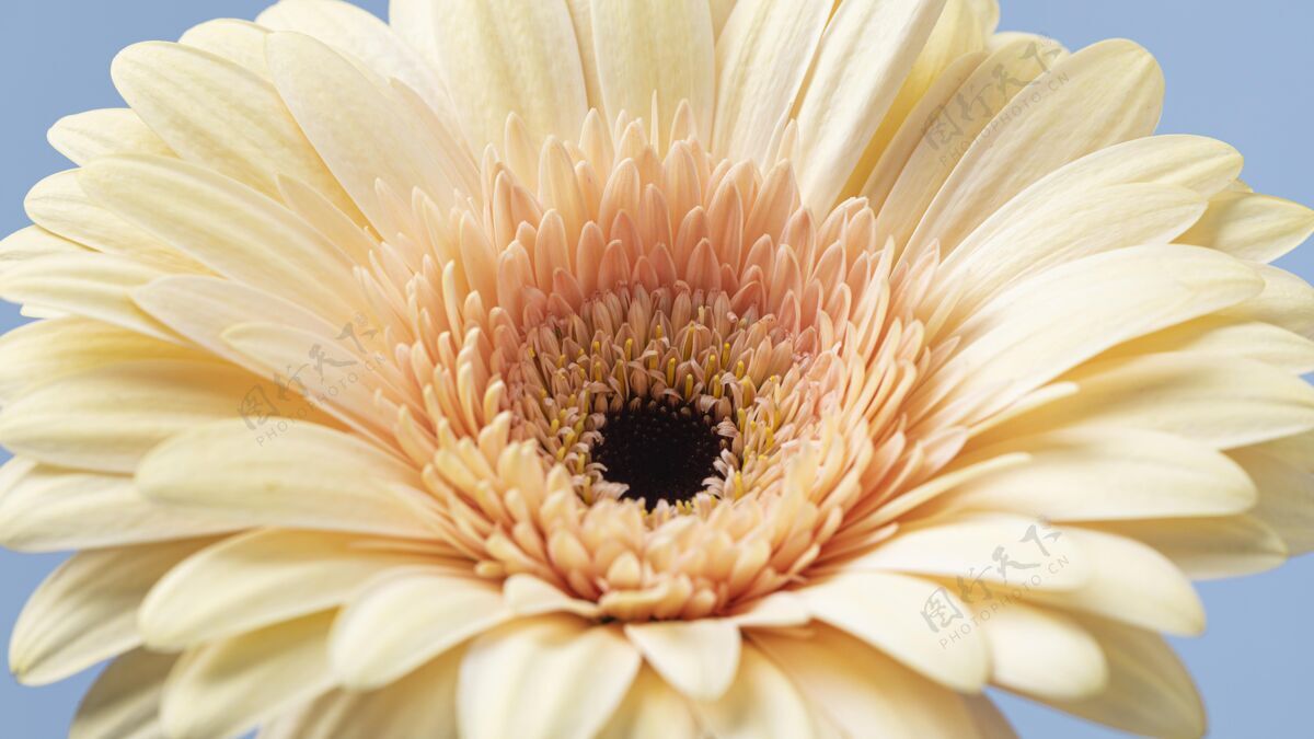 花一朵盛开的美丽花朵的特写镜头蔬菜花特写