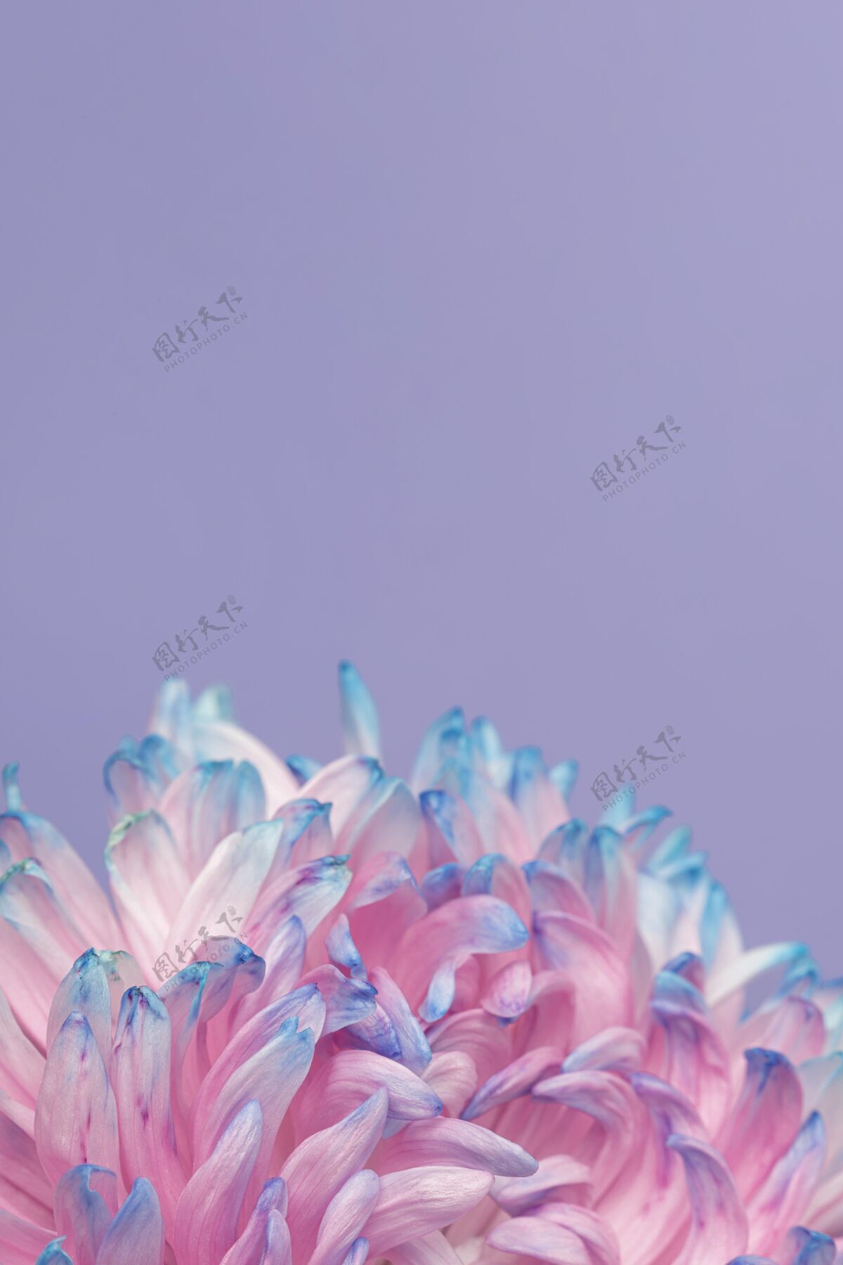 春天一朵美丽的粉蓝色花朵的特写镜头宏观花瓣蔬菜