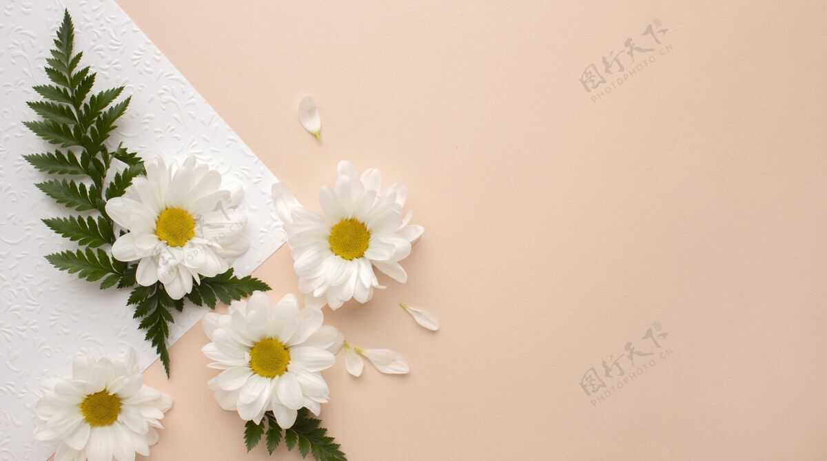 一张纸顶视图纸上的花瓣春天的时间春天的花朵春天