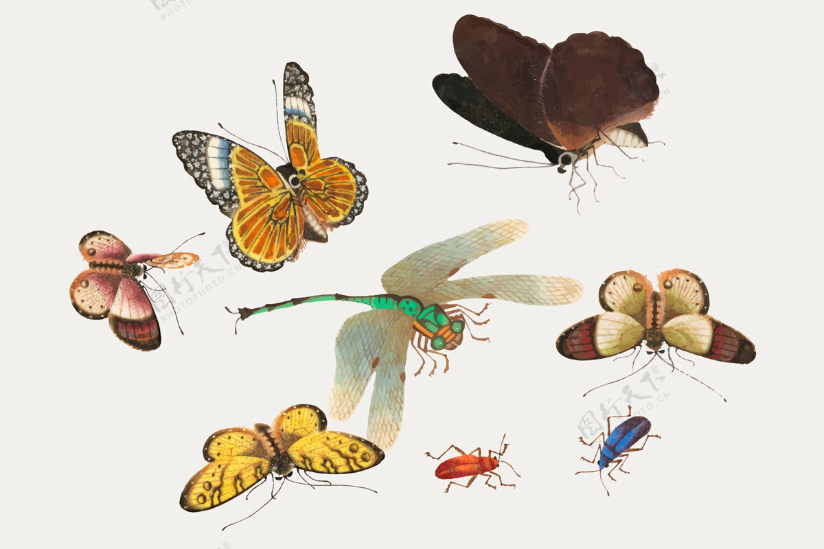 苍蝇蝴蝶 蜻蜓和昆虫动物复古昆虫