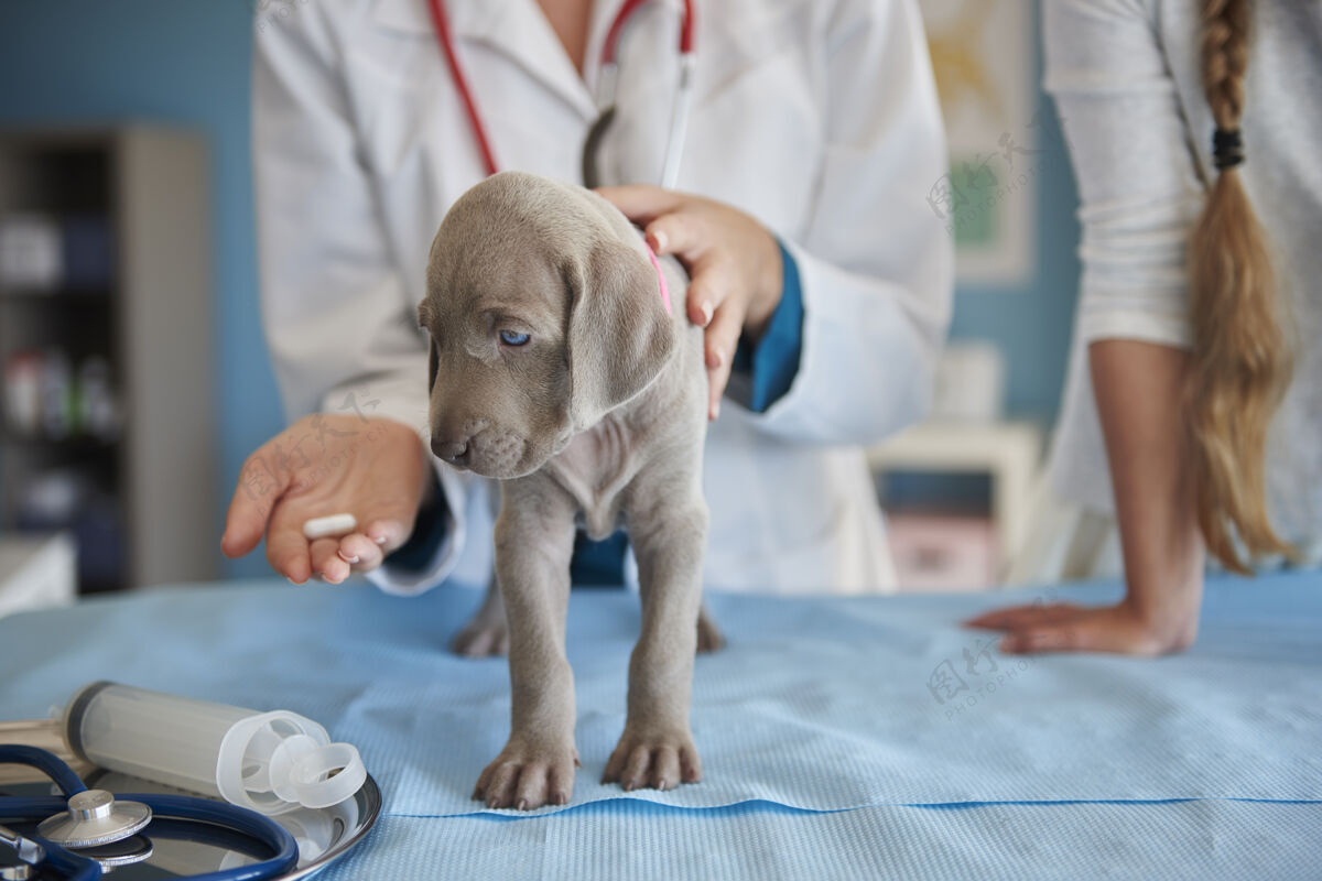 保健医学生病的小狗在吃药动物医院护理小狗
