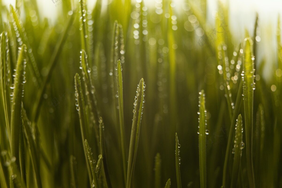 特写特写天然草蔬菜自然植物学