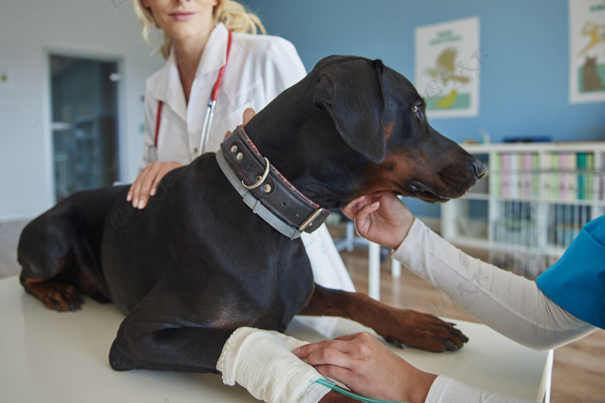复制空间在兽医那里断腿的狗诊所身体伤害康复