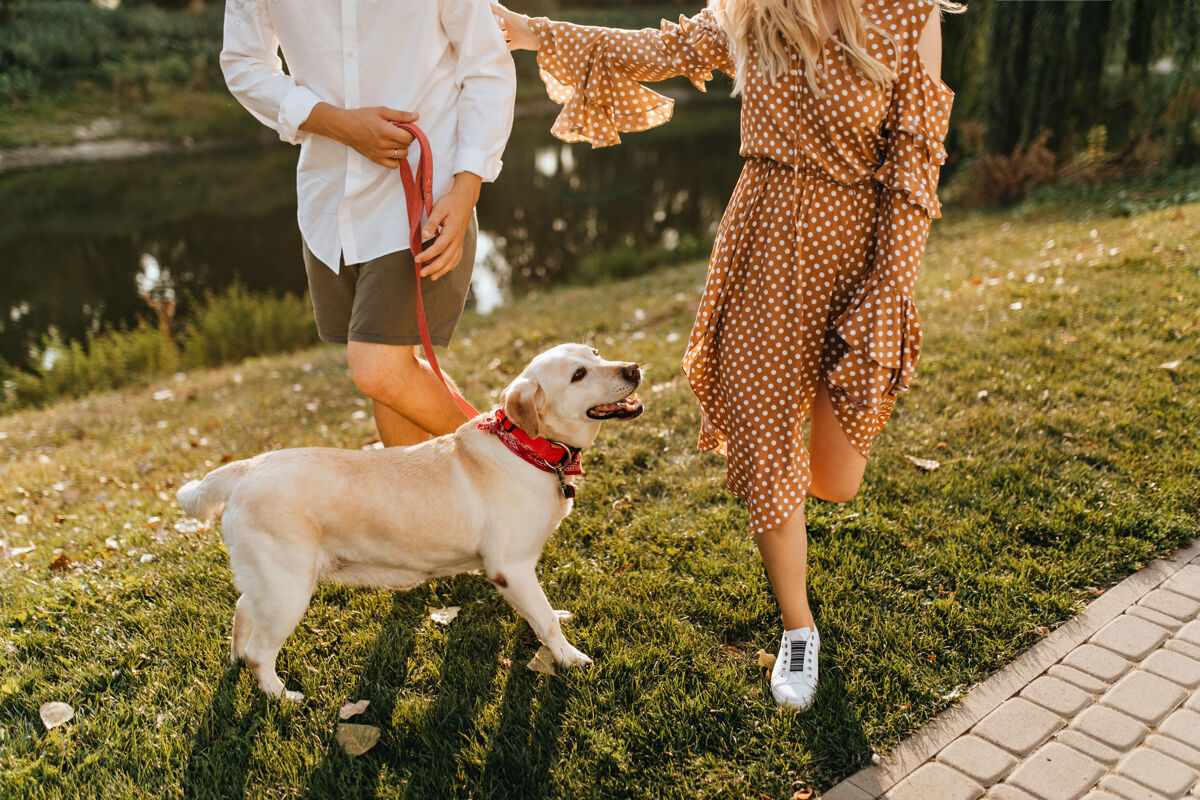 动物穿着红领的拉布拉多与他的主人和情妇在公园散步时欢欣鼓舞的快照红领棕色连衣裙散步