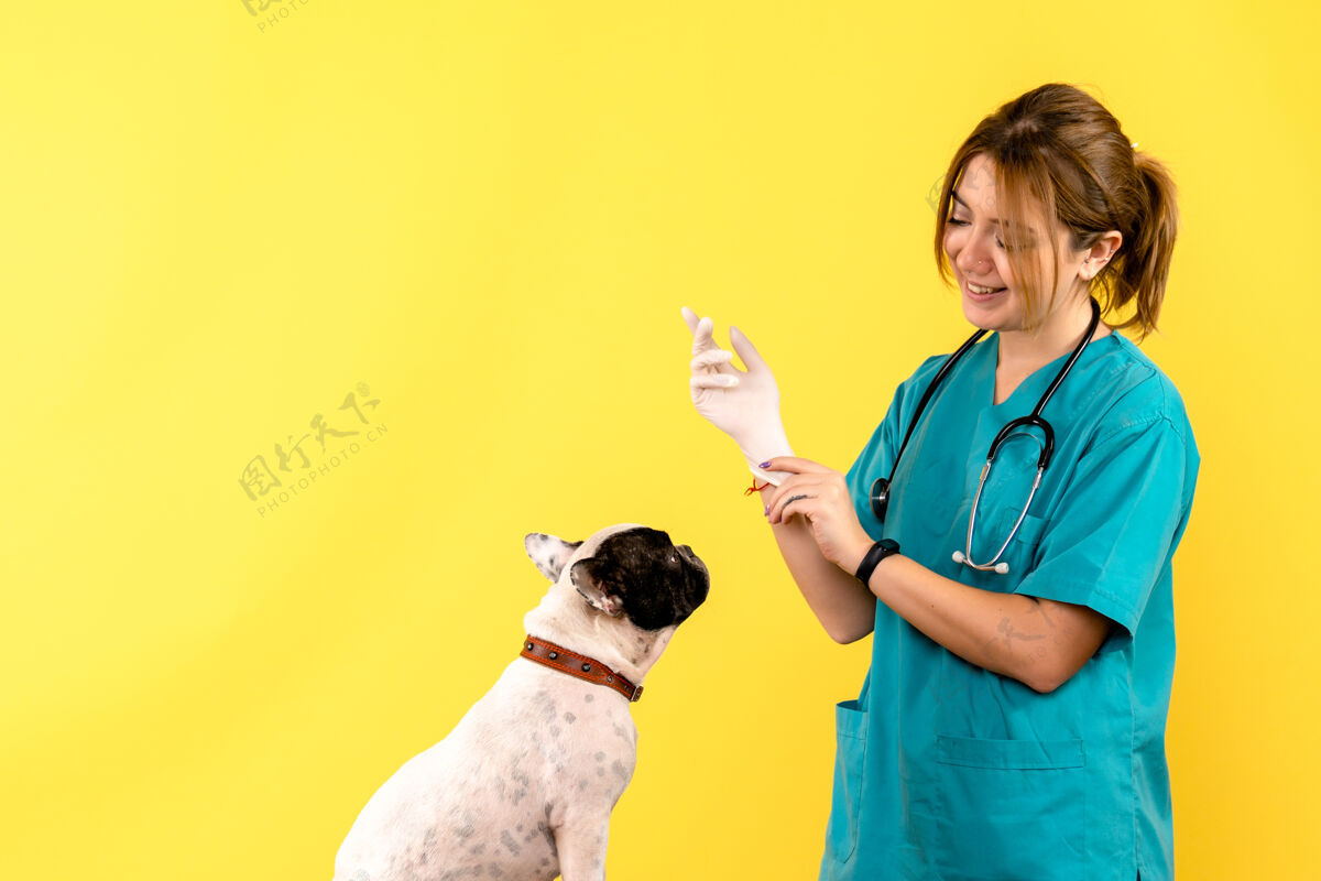 男女兽医在黄色墙上观察小狗的正面图动物医生人