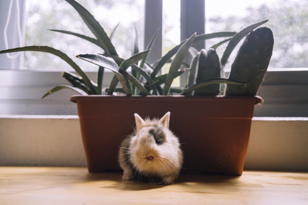 宠物一个可爱的棕色和黑色的小兔子在窗台上选择重点家养兔子毛皮颜色