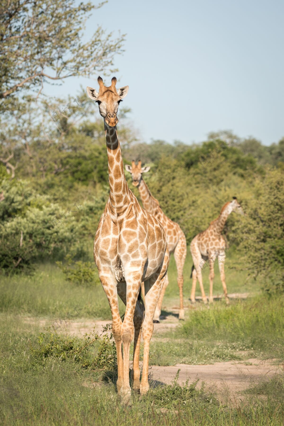 稀树草原垂直特写镜头可爱的长颈鹿走在绿树丛中的荒野荒野国家行走