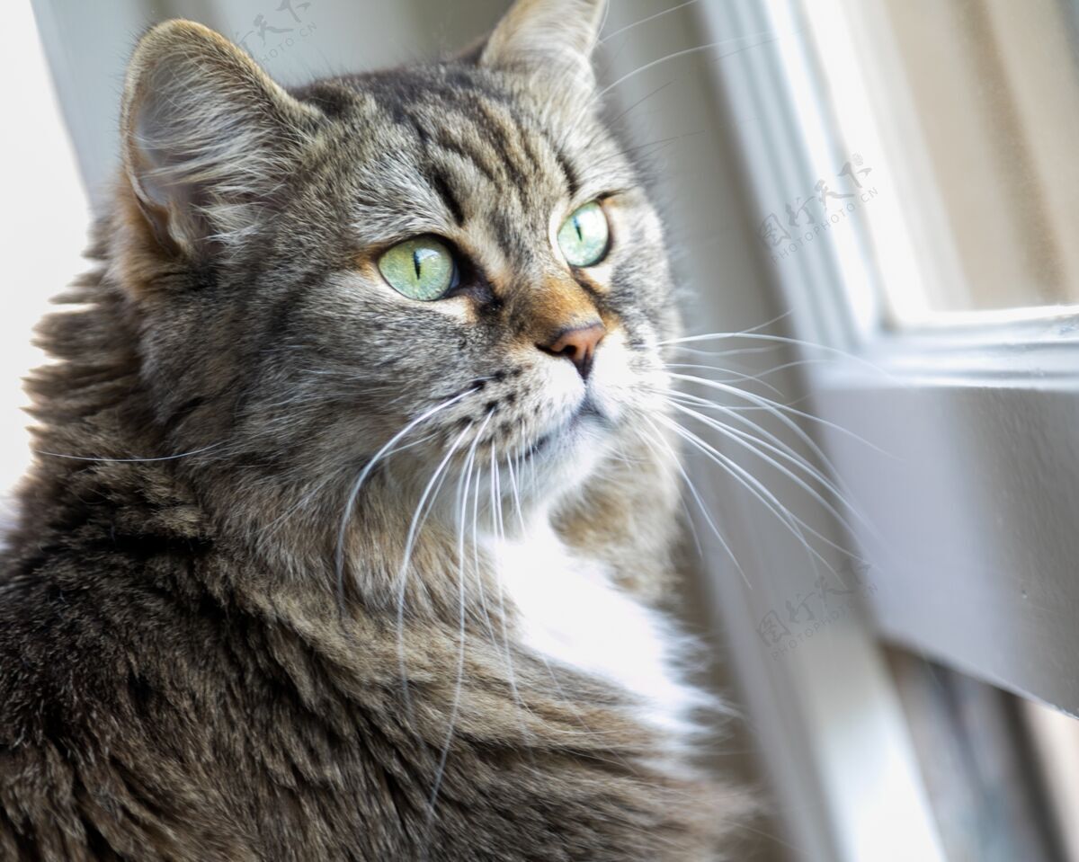 灰色一只可爱的家猫在阳光下站在窗前的特写镜头视野窗户黑