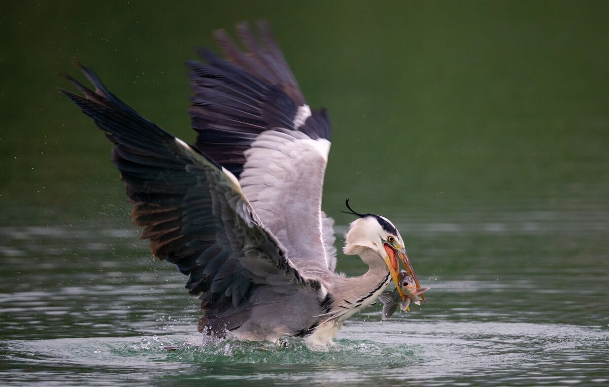 吃一只鹭鸟在湖上钓鱼的特写镜头-完美的背景苍鹭黄色野生动物