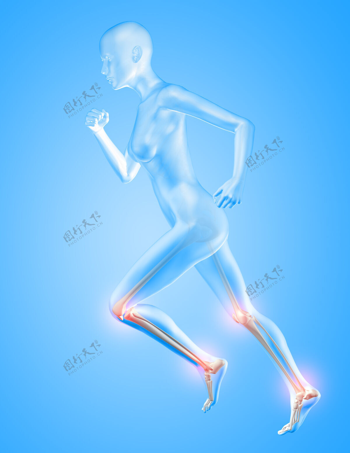 骨骼女性跑步时膝盖和脚踝骨骼高亮显示的3d渲染科学女性X光
