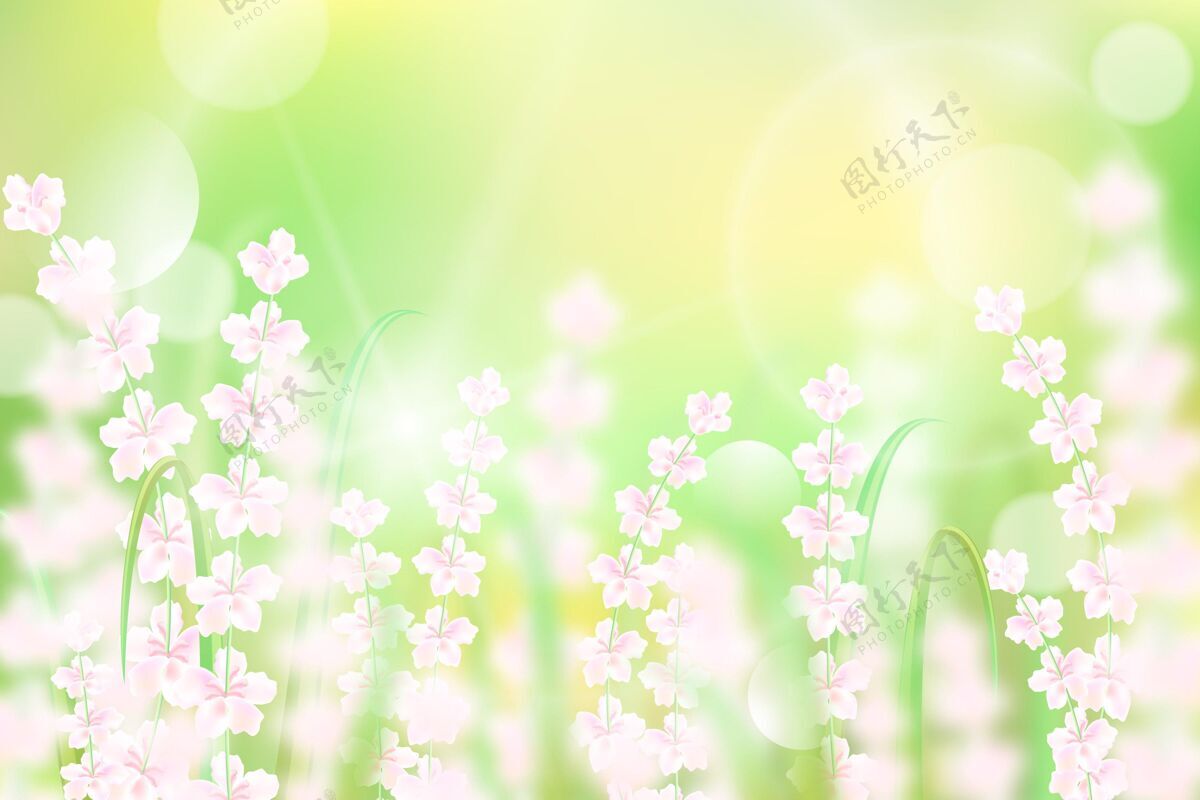 季节白色花朵逼真模糊的春天背景春天美丽植物