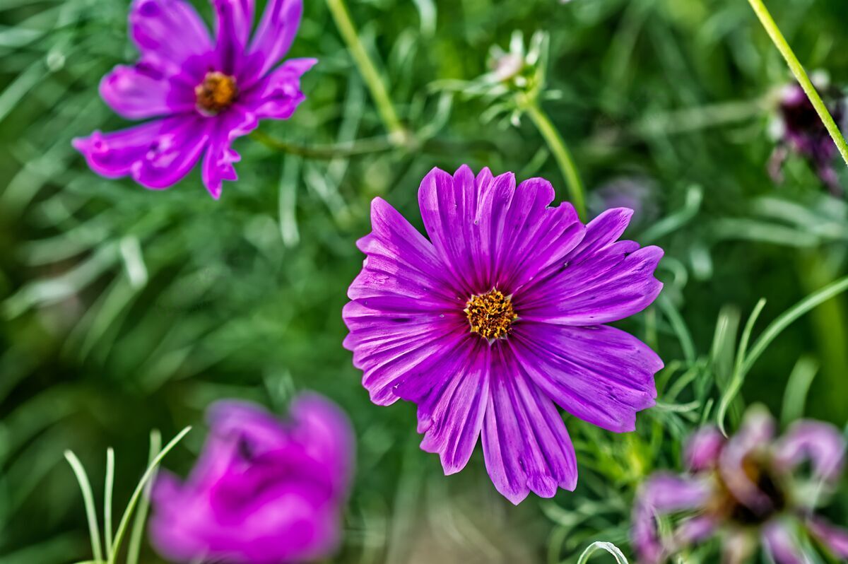 开花紫色的花朵紧挨着绿色的小草自然植物格拉斯