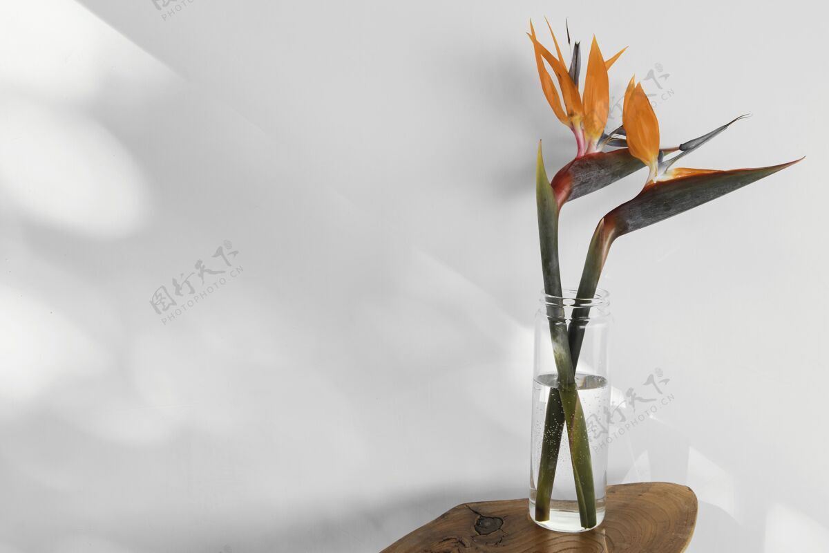 简约抽象最小概念花与阴影在一个花瓶背景中性内部