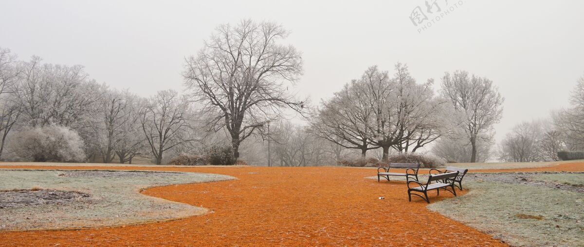 自然在雾天 公园里有光秃秃的树和橘黄色的地面风景早晨植物