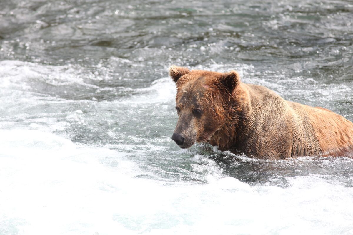 国家棕熊在阿拉斯加的河里捕鱼捕获自然鱼