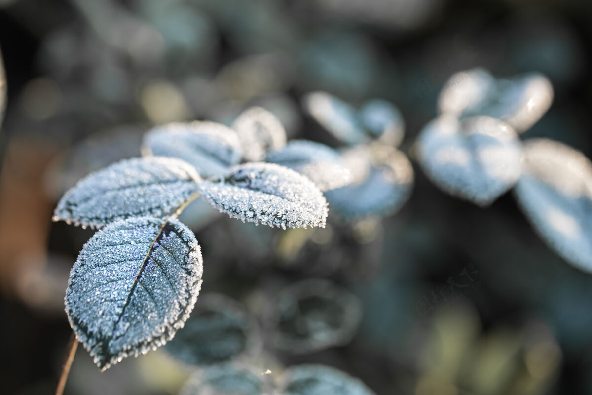 水晶在寒冷季节的清晨 树枝上结满了霜结了霜的植物冬天季节寒冷