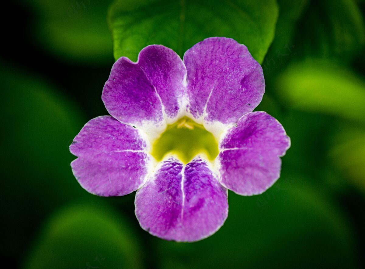 装饰一朵美丽的紫色花朵的特写镜头叶开花植物