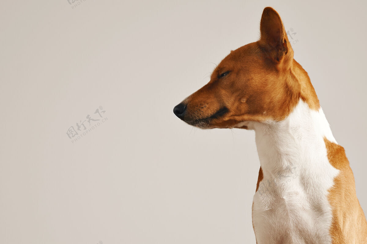 休息一个昏昏欲睡的样子可爱的basenji狗与眼睛半闭的肖像Basenji可爱动物