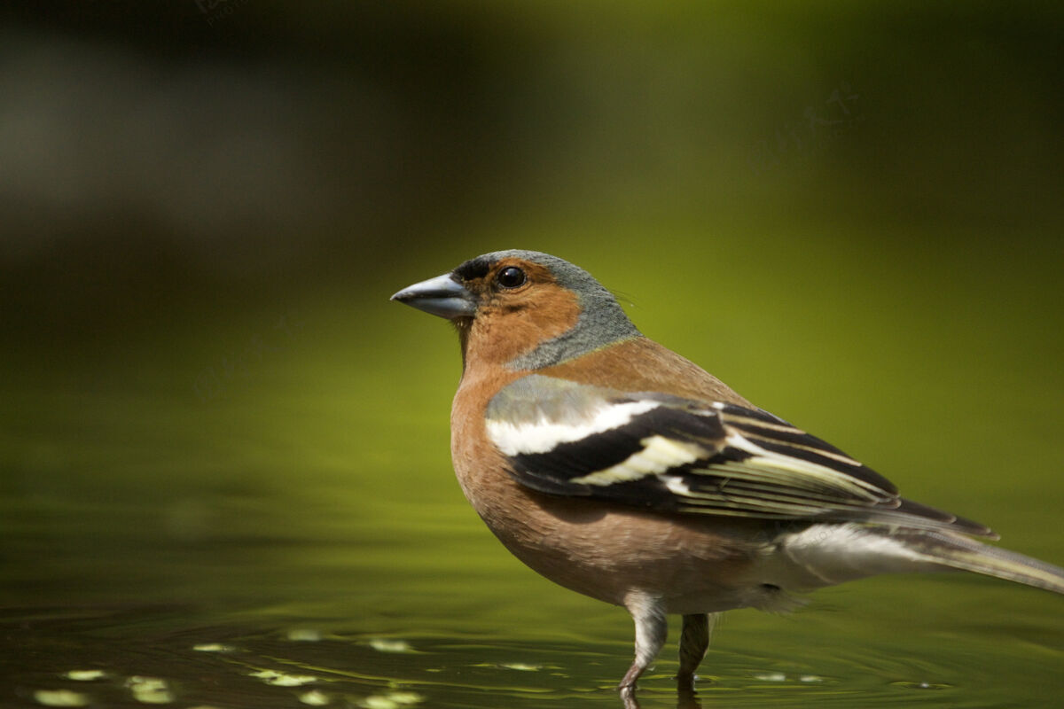 鸟类一只可爱的雀鸟的选择性聚焦镜头鸟唱歌野生动物
