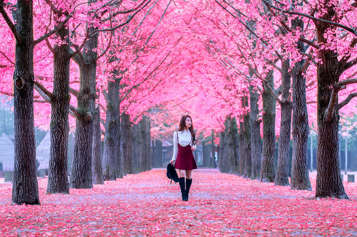 花园美丽的女孩与粉红色的叶子在纳米岛 韩国韩国游客南方
